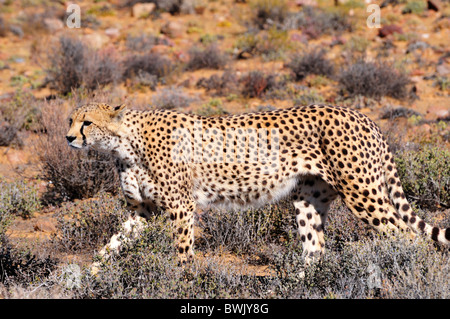 Ein Gepard gehen heimlich in den Büschen. Südafrika. Stockfoto