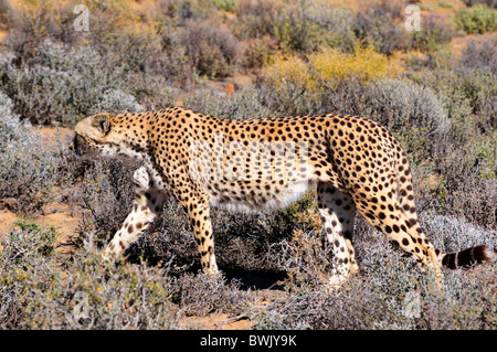 Ein Gepard gehen heimlich in den Büschen. Südafrika. Stockfoto