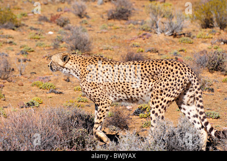 Ein Gepard gehen heimlich in den Büschen. Südafrika. Stockfoto