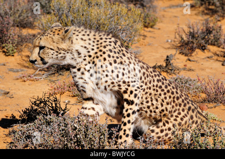 Ein Gepard bereit, einen Zug zu machen. Südafrika. Stockfoto