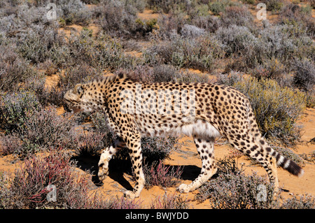 Ein Gepard gehen heimlich in den Büschen. Südafrika. Stockfoto