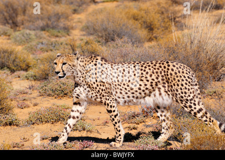 Ein Gepard, Wandern in den Büschen. Südafrika. Stockfoto