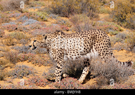 Ein Gepard gehen heimlich in den Büschen. Südafrika. Stockfoto