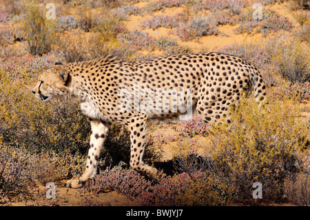 Ein Gepard gehen heimlich in den Büschen. Südafrika. Stockfoto