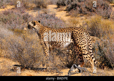 Ein Gepard steht in den Büschen. Südafrika. Stockfoto