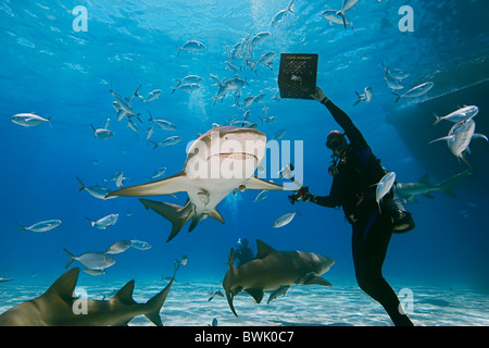 Taucher mit Hai-Köder, Zitrone-Haifische, Negaprion Brevirostris, mit Sharksuckers und blau Runner Buchsen, Grand Bahama Stockfoto