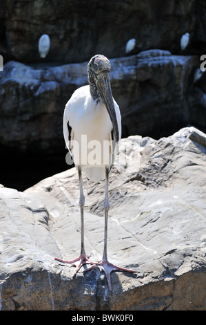 Storch Holz oder Holz-Ibis Mycteria americana Stockfoto