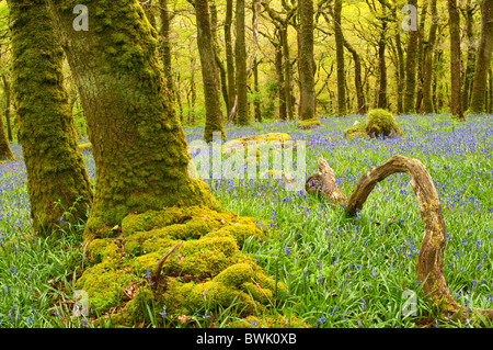 Gebogene gefallenen Ast stehend in einem Bluebell Holz mit Bäumen und grünen Moose, Dartmoor, Devon UK Stockfoto