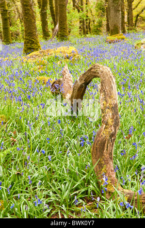 Gebogene gefallenen Ast stehend in einem Bluebell Holz, Dartmoor, Devon UK Stockfoto