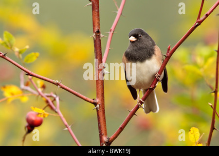 Junco thront auf Zweig-Victoria, British Columbia, Kanada. Stockfoto