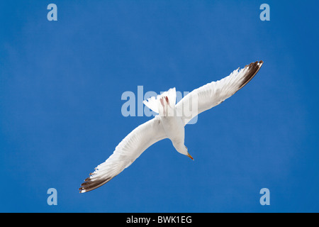 Eine Möwe schwebt vor blauem Himmel Stockfoto