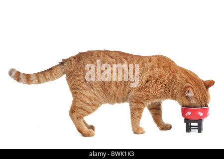 Rote Katze essen Stockfoto