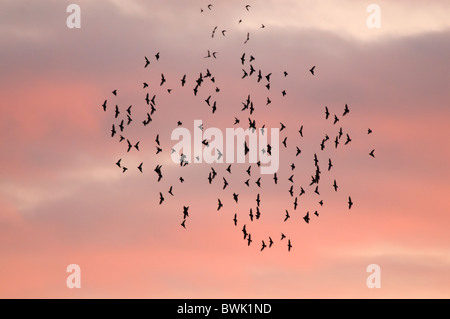 Eine Sammlung starrte Herde vor einem roten Himmel bei Sonnenuntergang, Brandon Marsh, Warwickshire Stockfoto