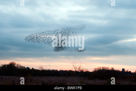 Murmuration Erhöhung, eine Starling Herde bildet eine fantastische akrobatische Masse vor Schlafplatz an Brandon Marsh Warwickshire Stockfoto