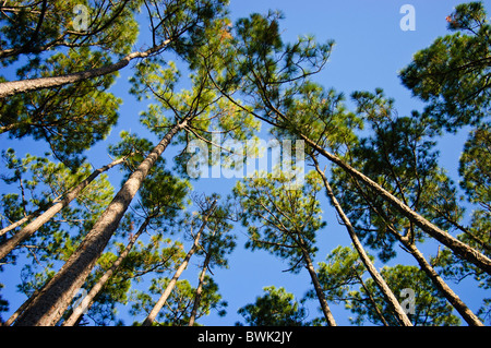 Nachschlagen in den Himmel durch Kiefern. Stockfoto