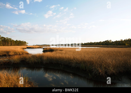 Schilf und reflektierenden Wasser in Florida Marschland. Golfküste, Florida. Stockfoto