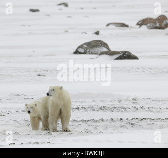 Zwei Eisbären. 2. Zwei Eisbären in der tief verschneiten Tundra stehen in der Nähe. Es schneit. Stockfoto