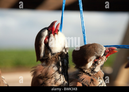 Rebhühner auf ein Spiel Vogel schießen, Cambridgeshire, Großbritannien erschossen Stockfoto