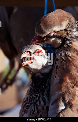 Rebhühner auf ein Spiel Vogel schießen, Cambridgeshire, Großbritannien erschossen Stockfoto