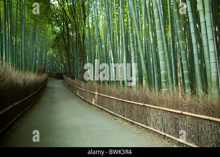 Arashiyama Bambushainen befinden sich hinter Tenryuji Tempel und auf dem Weg nach Okochi Sanso Stockfoto