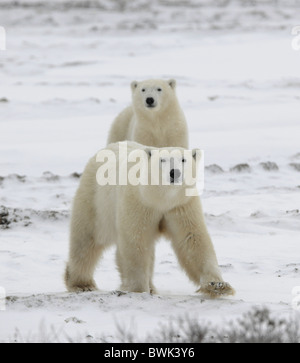 Eisbären haben interessiert werden. Verschneite Tundra. Es schneit. Stockfoto