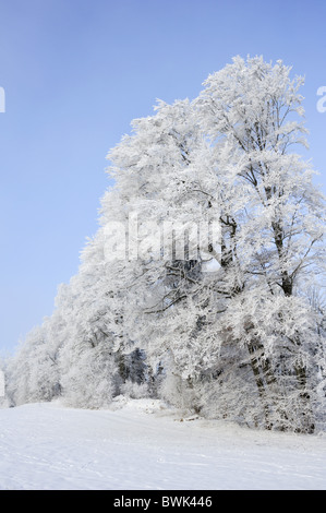 Am Waldrand mit Schnee bedeckt Buche Bäume, See Tegernsee, Upper Bavaria, Bavaria, Germany Stockfoto