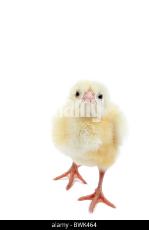 Küken auf weißen Hintergrund isoliert Stockfoto
