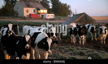 Eine Herde von Kühen auf einer französischen Bauernhof; Beispiel für Landwirtschaft oder Landwirtschaft, in St Simeon Dorf, Ile de France, Frankreich, Europa Stockfoto