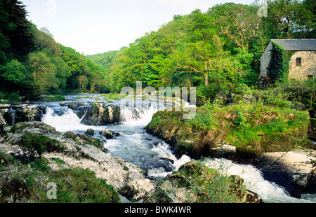 Alte Wassermühle in der Lachstreppe von Cenarth fällt auf den Fluss Teifi in Ceredigion, West Wales, Vereinigtes Königreich Stockfoto