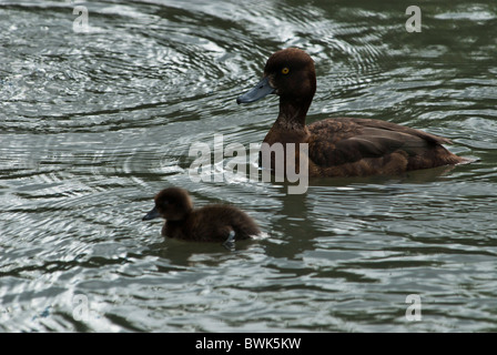 Weibliche Reiherenten und Entlein Aythya fuligula Stockfoto