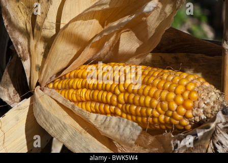 Sweetcorn Zea Mays Convar. Saccharata var. Rugosa Mais Maiskolben Trocknung im Feld für das Vieh zu füttern. Stockfoto