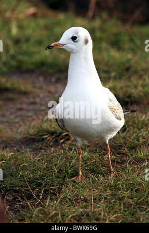 Eine juvenile Black leitete Gull Chroicocephalus Ridibundus Familie Laridae Stockfoto