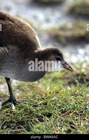 Juvenile gemeinsame Teichhuhn Gallinule Gallinula Chloropus Familie Rallidae ein Wasservögel Stockfoto