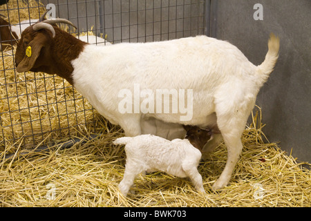 Boer Ziege Doe mit Kind im Stift Stockfoto