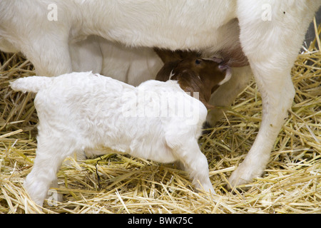 Boer Ziege Kind von seiner Mutter in Stift Fütterung Stockfoto