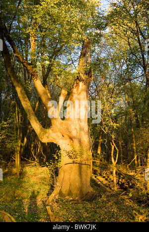 Baum im Wald bewahren, im Norden von Illinois Ruhe blauen Himmel Stockfoto