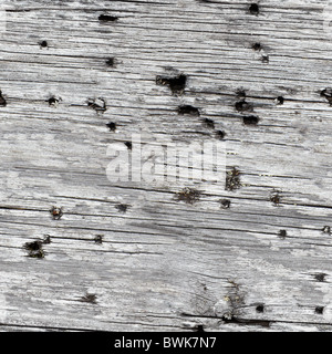 Nahtlose Textur - graue morsches Holz hautnah Stockfoto