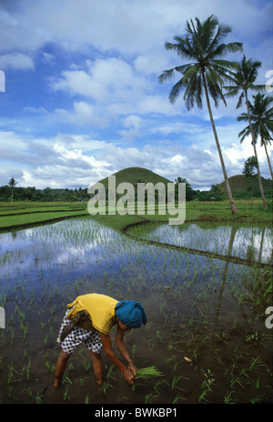 Eine Frau pflanzt Reis auf einem Reisfeld in die Chocolate Hills, Bohol Island, Philippinen, Asien Stockfoto