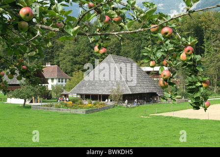 Bauernhaus Madiswil Äpfel Obstbaum-Freilichtmuseum Ballenberg Kanton Bern Schweiz Europa Geschichte tradi Stockfoto