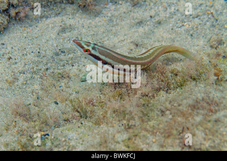 weibliche Regenbogen Lippfische im Flachwasser Stockfoto