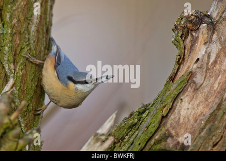 Kleiber Stockfoto