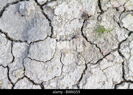 Eine einzigen Rasen Pflanze Kämpfe zu überleben gebacken, Knacken der Erde in einem Feld von Cambridgeshire Stockfoto