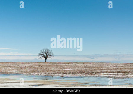 Ein einsamer Baum steht in einem Feld mit Eis in den Vordergrund und einem tiefblauen Himmel mit Wolken hinter sich. Stockfoto