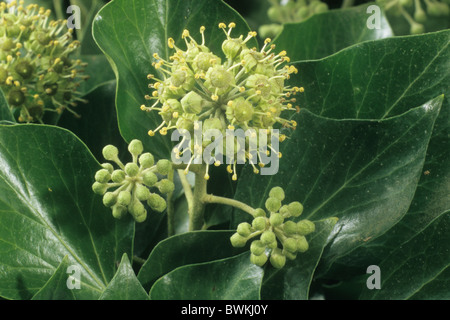 Gemeinsamen Efeu, Englisch Efeu (Hedera Helix), Blumen. Stockfoto