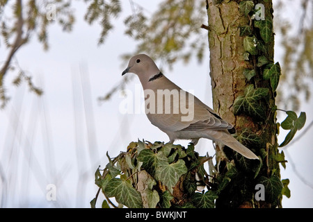 Collared dove Stockfoto