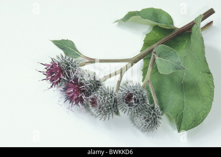 Downy Klette (Arctium Hornkraut), Zweig mit Blüten, Studio Bild. Stockfoto