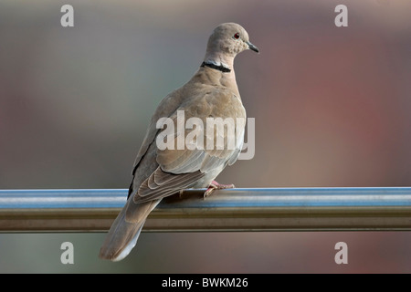 Collared dove Stockfoto