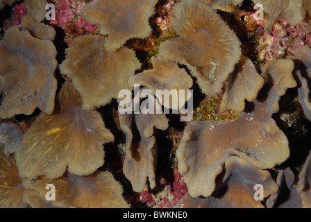 Sinularia Dura, Kohl Leder Koralle, Alcyoniidae, Menjangan Island, Bali, Indonesien, Asien, Indo-Pazifischer Ozean Stockfoto