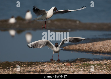 Lachmöwe Stockfoto