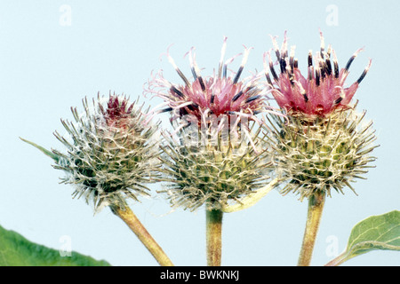 Downy Klette (Arctium Hornkraut), Blumen, Studio Bild. Stockfoto